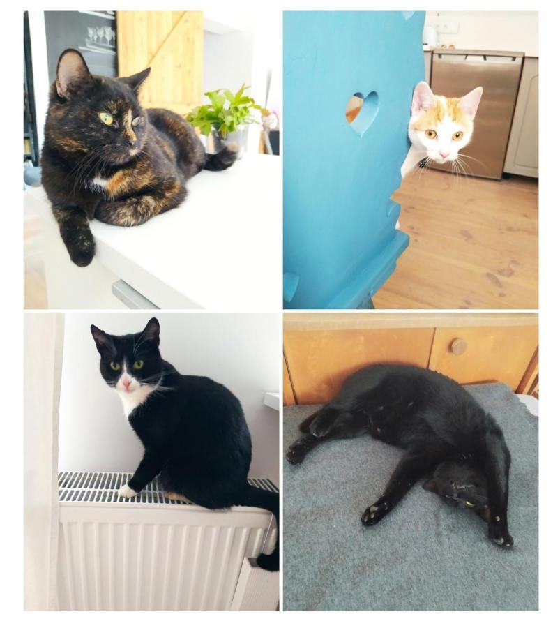 Appartamento Lesna Kryjowka Trzebciny Esterno foto